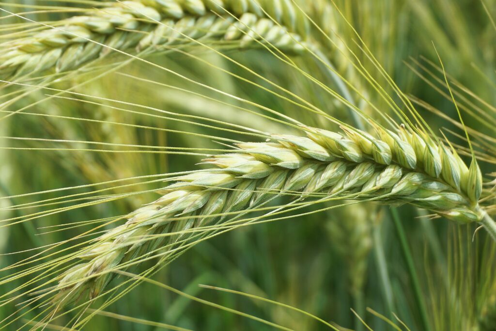 UBN Corporation Bulgaria Black Sea Grain Oilseeds Pulses