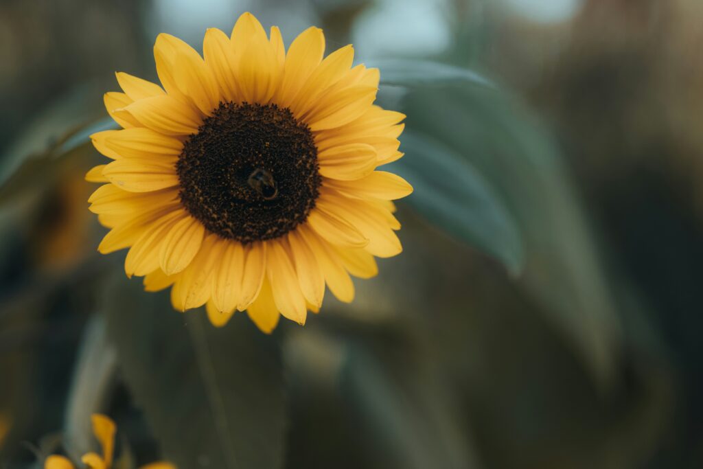 Sunflower Seeds Bulgaria UBN Corporation Global Supplier of Agricultural Products Services