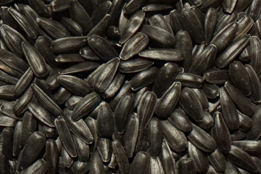 UBN Corporation Sunflower Seeds Black Sea