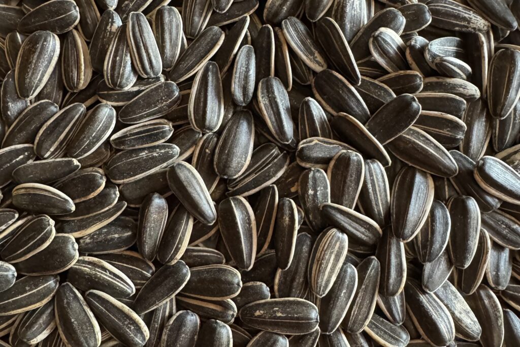 UBN Corporation Sunflower Seeds Bulgaria